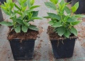 Hortensja bukietowa Living Cotton Cream Miniaturowa doniczka 1L