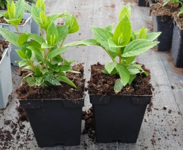 Hortensja bukietowa Magical Moonlight doniczka 1L