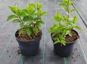 Hortensja bukietowa Pink Diamond doniczka 3L