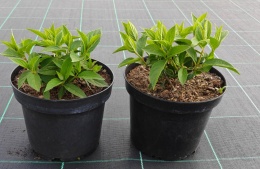 Hortensja bukietowa Skyfall doniczka 3L