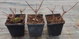 Hortensja bukietowa Vanille Fraise doniczka 1L