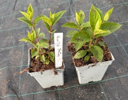 Hortensja bukietowa Vanille Fraise doniczka 1L