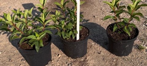 Hortensja bukietowa Vanille Fraise doniczka 3L