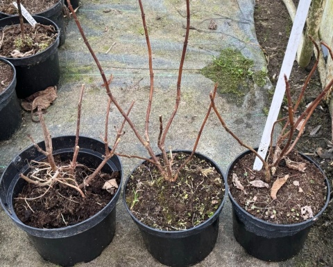 Hortensja drzewiasta Annabelle Białe Kule doniczka 2L