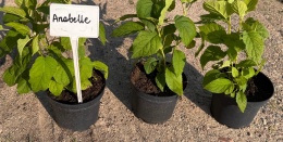 Hortensja drzewiasta Annabelle Białe Kule doniczka 2L