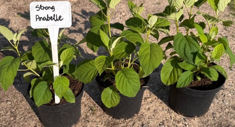 Hortensja drzewiasta Strong Annabelle Mocne pędy doniczka 2L