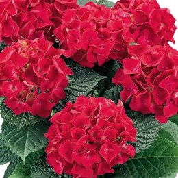 Hortensja ogrodowa Hot Red doniczka 0,5L