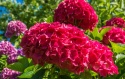Hortensja ogrodowa Hot Red doniczka 0,5L