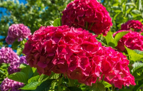 Hortensja ogrodowa Hot Red doniczka 0,5L