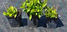 Hortensja ogrodowa Hot Red doniczka 0,5L