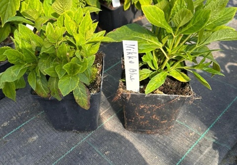 Hortensja ogrodowa Nikko Blue doniczka 0,5L Hortensja ogrodowa Nikko Blue doniczka 0,5L