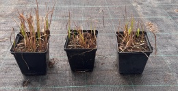 Imperata Red Baron doniczka 1L