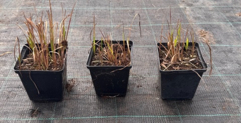 Imperata Red Baron doniczka 1L