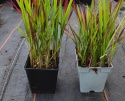 Imperata Red Baron doniczka 1L