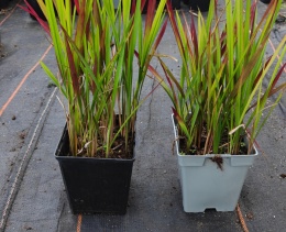 Imperata Red Baron doniczka 1L