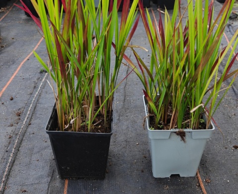 Imperata Red Baron doniczka 1L