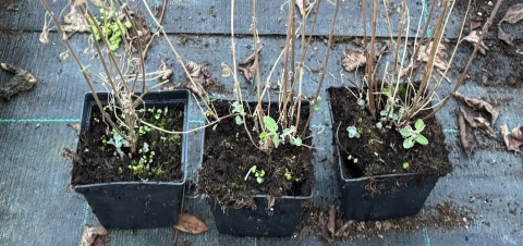 Kocimiętka Nepeta Przeciwko Komarom doniczka 0,5L