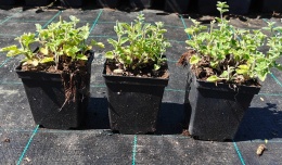 Kocimiętka Nepeta Przeciwko Komarom doniczka 0,5L