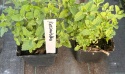Kocimiętka Nepeta Przeciwko Komarom doniczka 0,5L