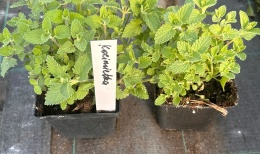 Kocimiętka Nepeta Przeciwko Komarom doniczka 0,5L