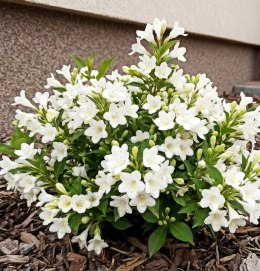 Krzewuszka Weigela Picobella Bianco Biała Doniczka 2L