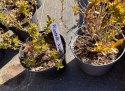 Krzewuszka Weigela Picobella Bianco Biała Doniczka 2L