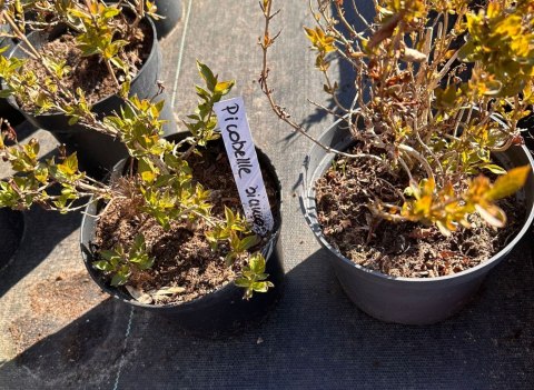 Krzewuszka Weigela Picobella Bianco Biała Doniczka 2L