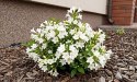 Krzewuszka Weigela Picobella Bianco Biała Doniczka 2L