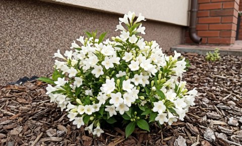 Krzewuszka Weigela Picobella Bianco Biała Doniczka 2L