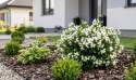 Krzewuszka Weigela Picobella Bianco Biała Doniczka 2L