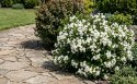 Krzewuszka Weigela Picobella Bianco Biała Doniczka 2L