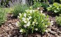 Krzewuszka Weigela Picobella Bianco Biała Doniczka 2L