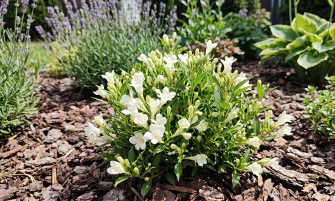 Krzewuszka Weigela Picobella Bianco Biała Doniczka 2L
