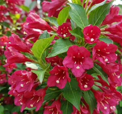 Krzewuszka Weigela Picobella Rosso Czerwonoróżowa Doniczka 2L
