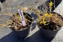 Krzewuszka Weigela Picobella Rosso Czerwonoróżowa Doniczka 2L