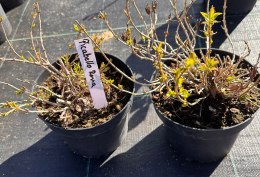 Krzewuszka Weigela Picobella Rosso Czerwonoróżowa Doniczka 2L