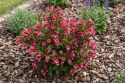 Krzewuszka Weigela Picobella Rosso Czerwonoróżowa Doniczka 2L