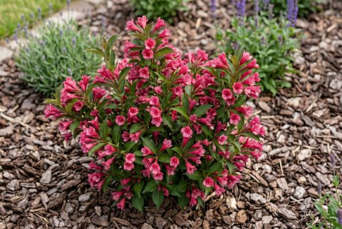 Krzewuszka Weigela Picobella Rosso Czerwonoróżowa Doniczka 2L