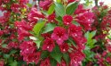 Krzewuszka Weigela Picobella Rosso Czerwonoróżowa Doniczka 2L
