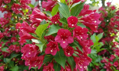 Krzewuszka Weigela Picobella Rosso Czerwonoróżowa Doniczka 2L