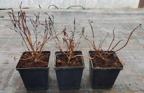 Krzewuszka cudowna Electric Love Kwitnie 2 razy doniczka 0,5L