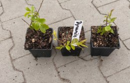 Lagerstroemia Indyjska Dynamite Najpiękniejsze Kwiaty Sadzonki Doniczka 0,5L