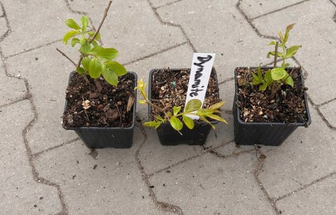 Lagerstroemia Indyjska Dynamite Najpiękniejsze Kwiaty Sadzonki Doniczka 0,5L