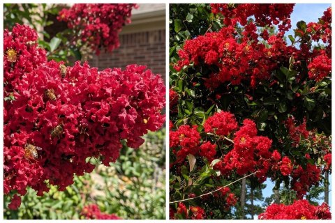 Lagerstroemia Indyjska Dynamite Najpiękniejsze Kwiaty Sadzonki Doniczka 0,5L