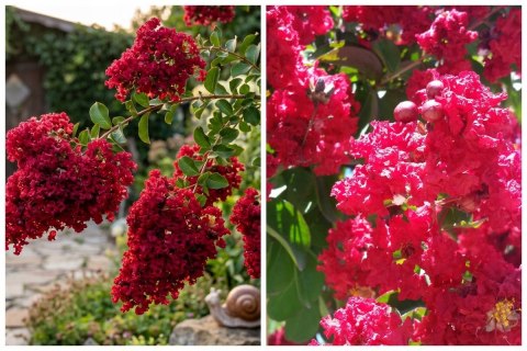 Lagerstroemia Indyjska Dynamite Najpiękniejsze Kwiaty Sadzonki Doniczka 0,5L