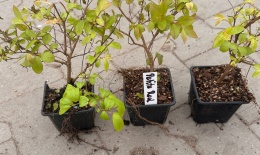 Lagerstroemia Indyjska Petite Red Różowo-Czerwona doniczka 0,5L