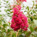 Lagerstroemia Indyjska Petite Red Różowo-Czerwona doniczka 0,5L