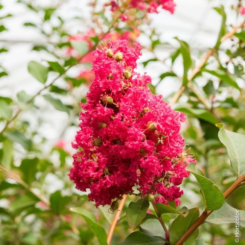 Lagerstroemia Indyjska Petite Red Różowo-Czerwona doniczka 0,5L