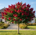 Lagerstroemia Indyjska Petite Red Różowo-Czerwona doniczka 0,5L