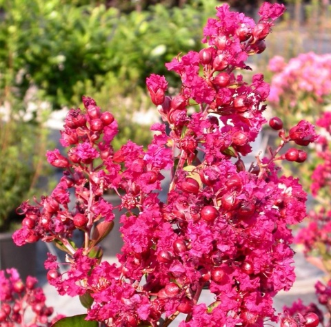 Lagerstroemia Indyjska Petite Red Różowo-Czerwona doniczka 0,5L